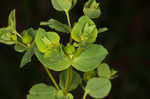 Warty spurge